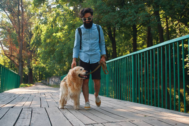 Morning walk with dog. Morning walk with dog. Young man with his labrador retriever on the wood bridge with trees and sun light in background. early morning dog walk stock pictures, royalty-free photos & images