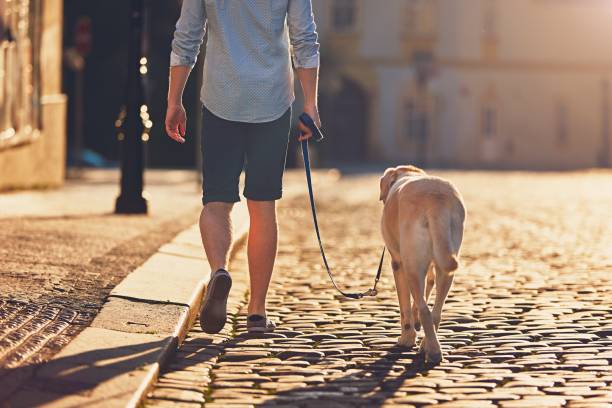 Morning walk with dog Morning in the city. Young man walking with his dog on the old street at golden sunrise. Prague, Czech Republic dog walking stock pictures, royalty-free photos & images