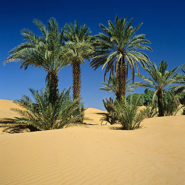 Date Palm Tree Stock Photos, Pictures & RoyaltyFree Images  iStock