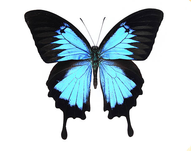 morphidae:Blue and black butterfly stock photo