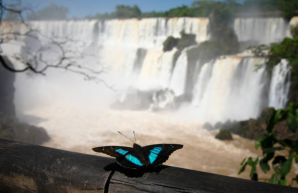 Morpho Butterfly At Iguacu Falls stock photo