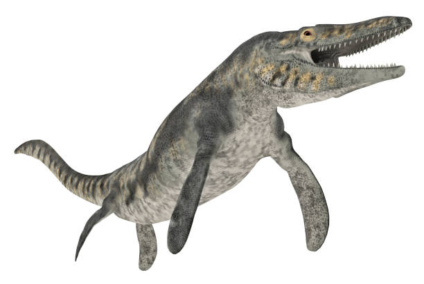 Mosasaur Tylosaurus isolated on white background stock photo