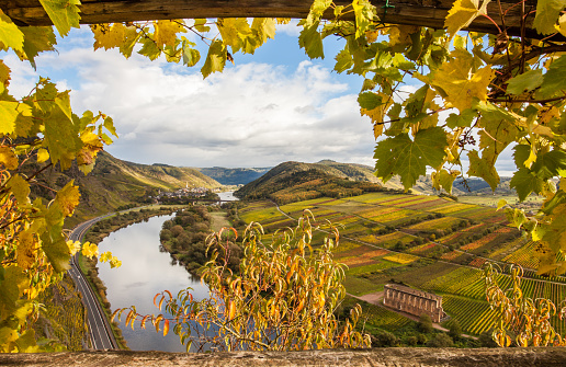 Moselle Autumn golden vineyards Landscape  view  from  Calmont Klettersteig  Bremm Germany