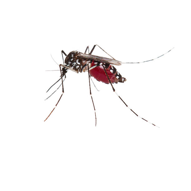 Mosquito full of blood stock photo