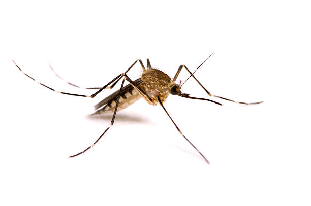 mosquito isolated on white - muggen stockfoto's en -beelden