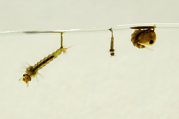 mosquito-larvae-and-pupa-culex-pipiens-picture-id116657680