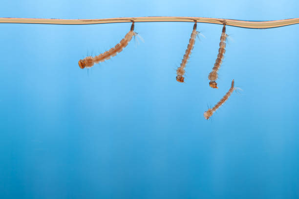 Mosquito larvae in the water - small animal that causes tropical diseases stock photo