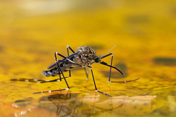 mosquito on water - malaria stockfoto's en -beelden