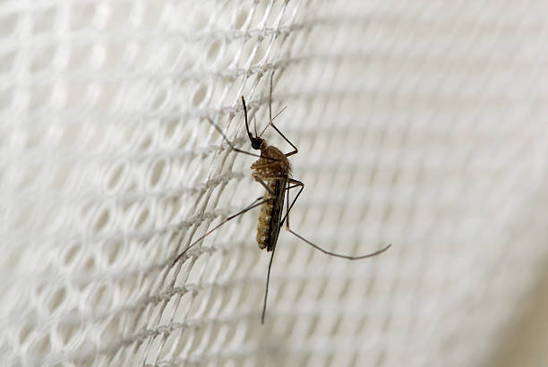 Mosquito Mosquito in Kruger NP malaria parasite stock pictures, royalty-free photos & images