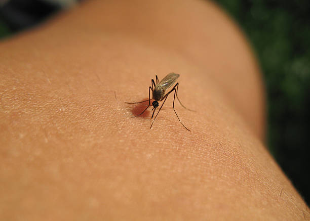 Mosquito Mosquito sucking blood, little insect on skin nile river stock pictures, royalty-free photos & images