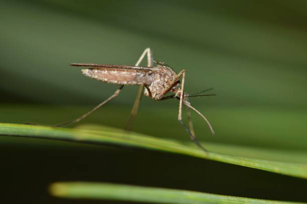 Mosquito resting on a green leaf. Mosquito resting on a green leaf during the night hours in Houston, TX. They are most prolific during the warmer months and can carry the West Nile virus. The Gallinipper is another type that poses a virus risk. animal antenna stock pictures, royalty-free photos & images