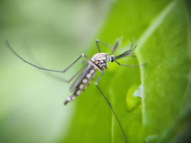 Mosquito sitting on the leaves stock photo