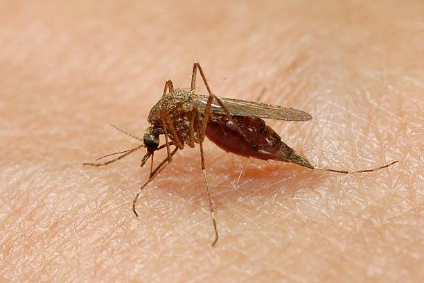 Mosquito sucking blood stock photo