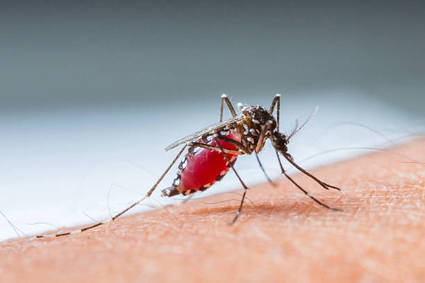 mosquito sucking blood_set b-4 - malaria stockfoto's en -beelden