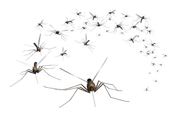 Mosquito Swarm A swarm of mosquitos - grab the bug spray! 3D render. swarm of insects stock pictures, royalty-free photos & images