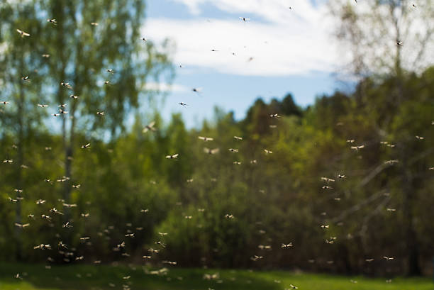 Mosquitoes Swarm of mosquitoes fly insect stock pictures, royalty-free photos & images