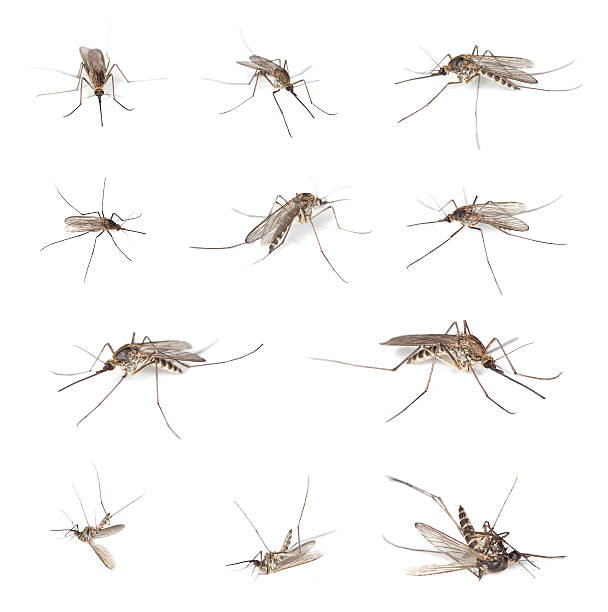 Mosquitos isolated on white background. stock photo
