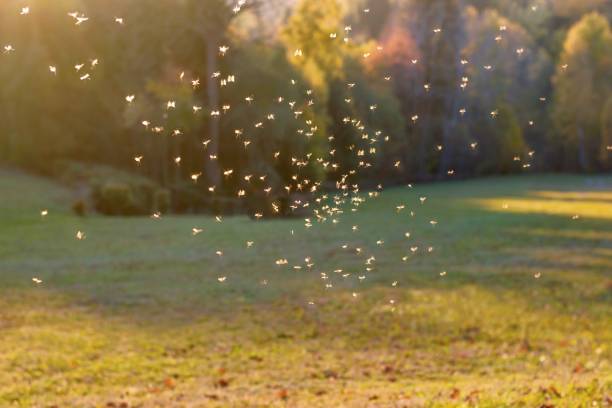 muggen zwerm vliegen in zonsondergang licht - muggen stockfoto's en -beelden