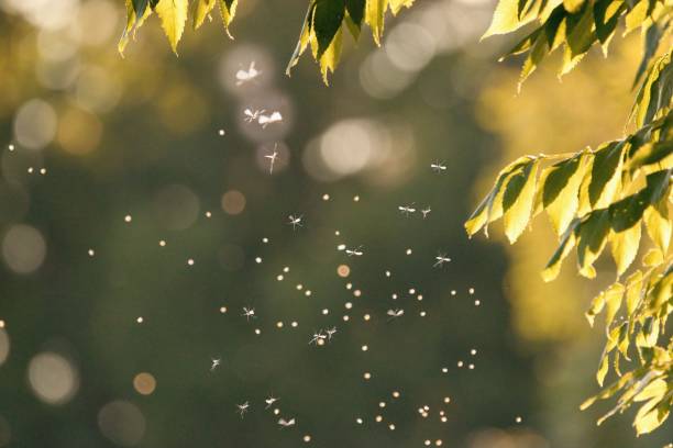 mosquitos swarm flying within dusk - muggen stockfoto's en -beelden