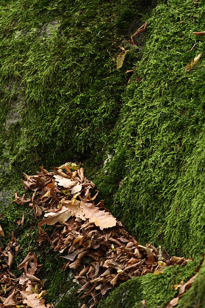 Moss and leaves in the forest stock photo
