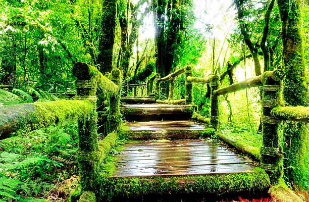 Moss around the wooden walkway in rain forest stock photo