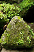 istock Moss Covered Rock with a Face 1367215486