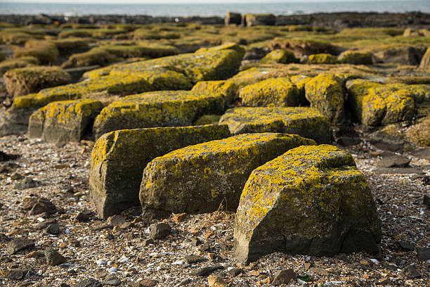 Moss covered stones on the beach stock photo