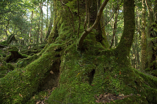 'Shikano Yado' tree in Moss forest in Shiratani Unsuikyo, Yakushima Island, natural World Heritage Site in Japan
