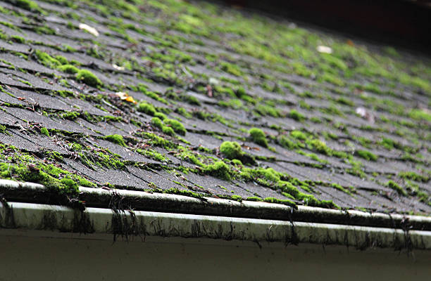Moss covering a shingled roof Moss growing on a shingled roof moss stock pictures, royalty-free photos & images