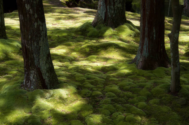 Moss garden in Japan stock photo