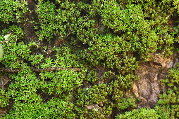 Moss grow on tree stock photo