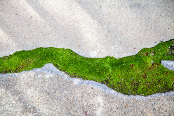 Moss growing between cement. stock photo