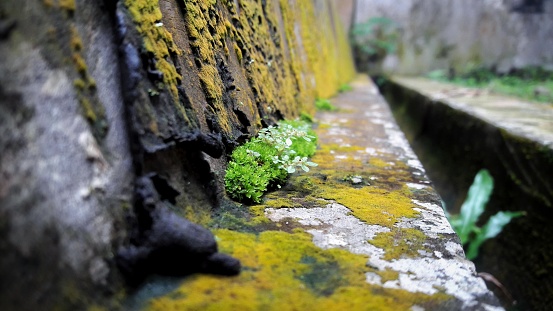 Green moss background texture. Selective focus. High quality photo. With mushrooom at background