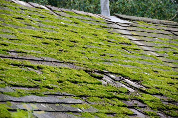 Moss growth of a temperate rain forest cabin roof stock photo