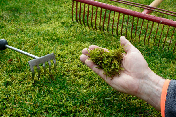 Moss in the lawn Moss in the lawn - garden tools moss stock pictures, royalty-free photos & images