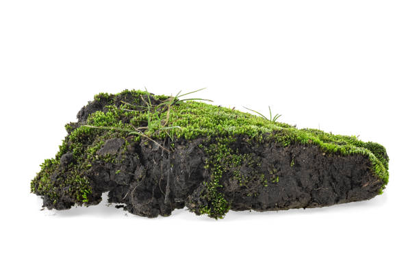 Moss on pile of dirt isolated on a white background Moss on pile of dirt isolated on a white background moss stock pictures, royalty-free photos & images