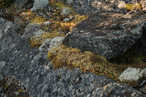 moss on rocks in the tundra in spring