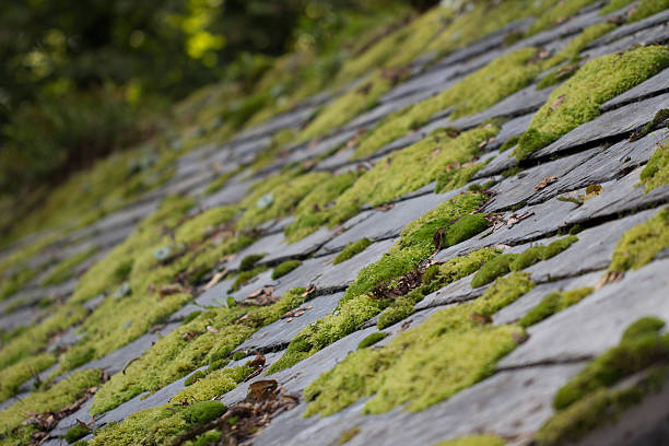 Moss on Roof Tiles stock photo