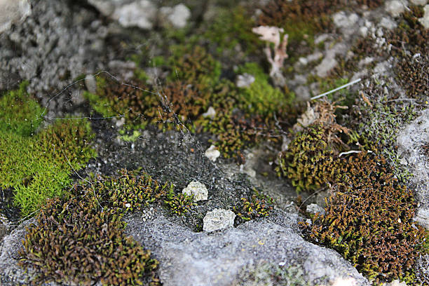 Moss on stone stock photo