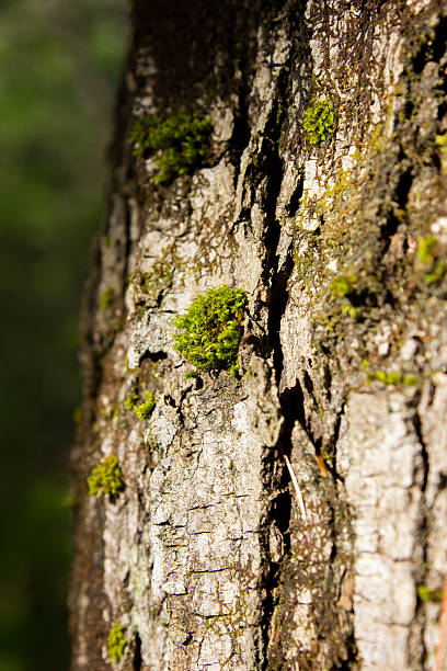 Moss on the Side of a Tree stock photo