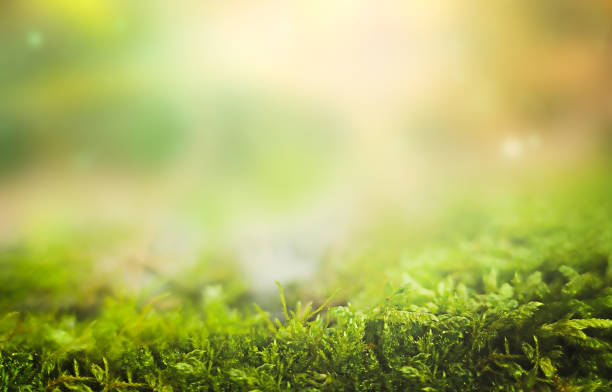 Creason Moss Background Stock Photos, Pictures & Royalty-Free Images ...