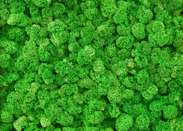 Moss wall background Moss wall background, green reindeer moss pattern inside office or home for wallpaper. Vertical garden as house interior decor, lichen plants texture close-up. Concept of nature and landscaping. moss photos stock pictures, royalty-free photos & images