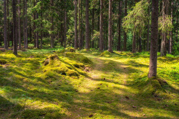 mossig grön fir skog i sverige - skog sverige bildbanksfoton och bilder