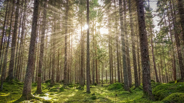 mossig grön skog - skog sverige bildbanksfoton och bilder