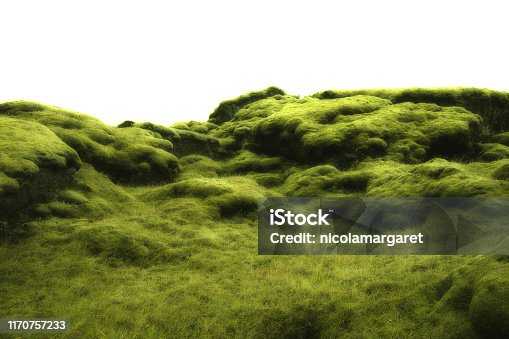 istock Mossy lavafield background in Iceland 1170757233