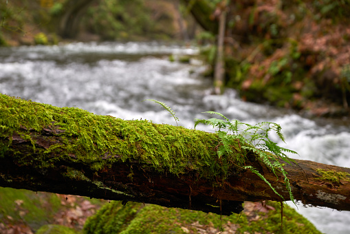 Mountain creek water flowing behind a mossy log in the Pacific Northwest.