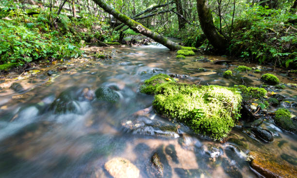 Photo of Mossy rock in the forest river