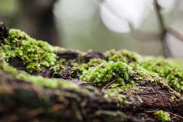 mossy tree trunk in the forest, selective focus - biologisk mångfald bildbanksfoton och bilder