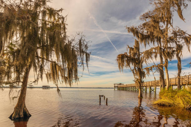 Mossy Trees in Florida's St. Johns River stock photo