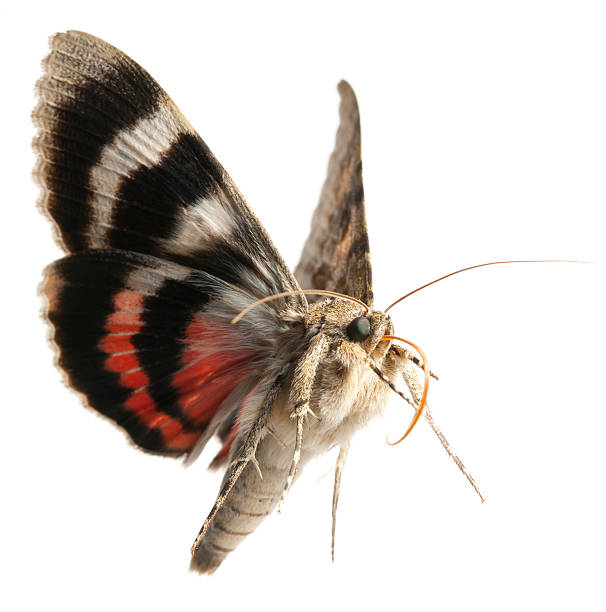 moth flying moth flying moth stock pictures, royalty-free photos & images